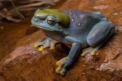青いアマガエル見つかる　珍しい突然変異で緑色から変化　豪州