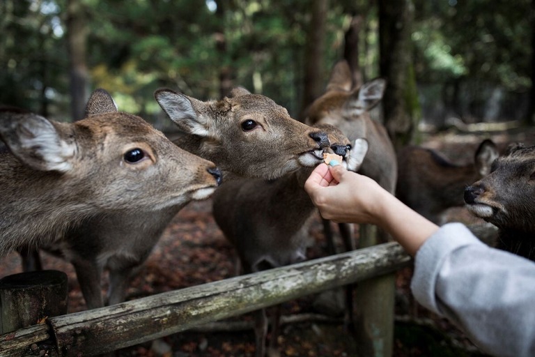 餌を食べる奈良公園の鹿＝２０１８年/Behrouz Mehri/AFP/Getty Image