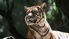 マレートラが「絶滅の瀬戸際」、死骸発見が最近続き危機感高まる