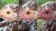 ニワトリも興奮や恐怖で顔が真っ赤に　フランス研究