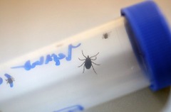 スペインの男性がウイルス性出血熱で死亡　ダニが媒介