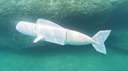 ロボットの魚で環境ＤＮＡを収集、スイスで研究進む