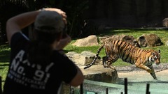 人気テーマパークの飼育員、トラに襲われ重傷　オーストラリア