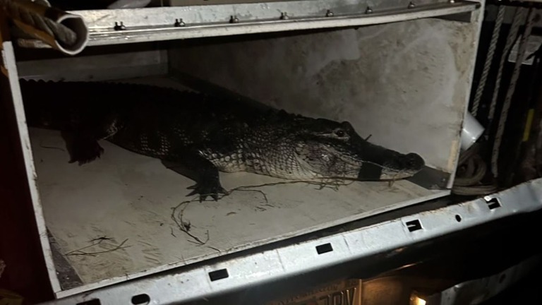 捕獲された、デエウ・ボッペルさん（８４）を襲ったワニ＝５日/WINK/Lee County Sheriff's Office/Florida Fish and Wildlife