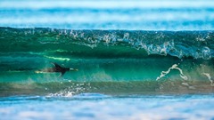 フォークランド諸島沖での狩りから戻ったジェンツーペンギンが波間をサーフィンしている様子を捉えた写真。環境における鳥類部門で銀賞を受賞