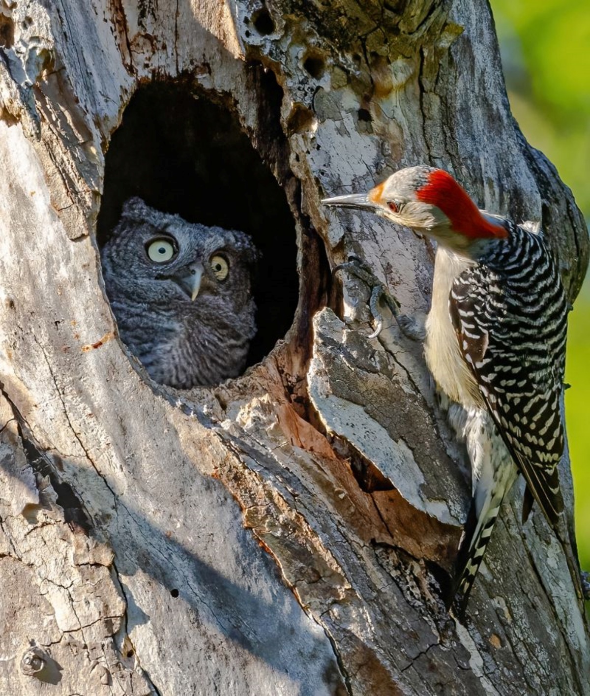 米国の写真家がオハイオ州の公園で撮影。フクロウの巣を調べるメスのシマセゲラを捉えたこの写真のタイトルは「あなたは私のお母さんじゃない」/Randy Herman/Nikon Comedy Wildlife