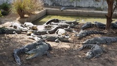 絶滅危惧種のワニ１２５頭を殺処分、台風で飼育舎破損し脱走の恐れ　タイ