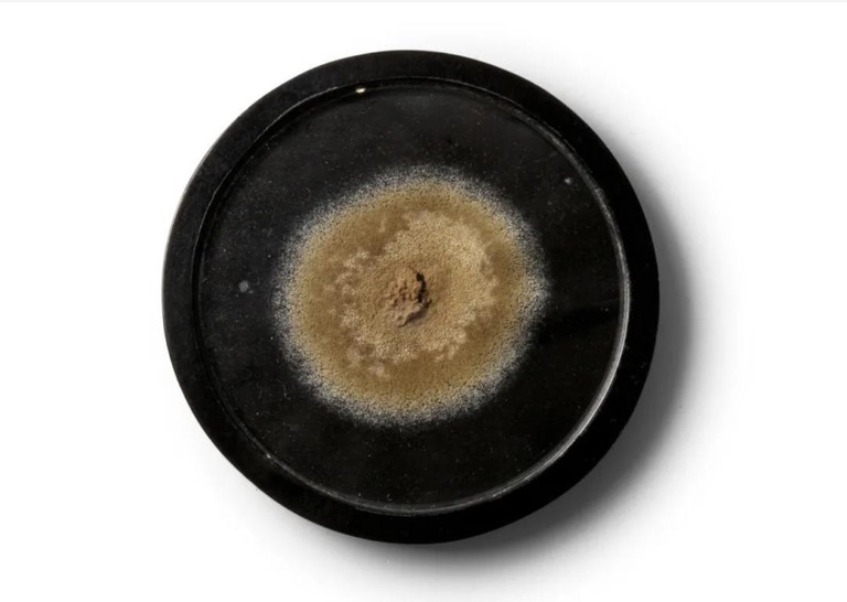 今月オークションにかけられるカビの入った円形容器/Bonhams