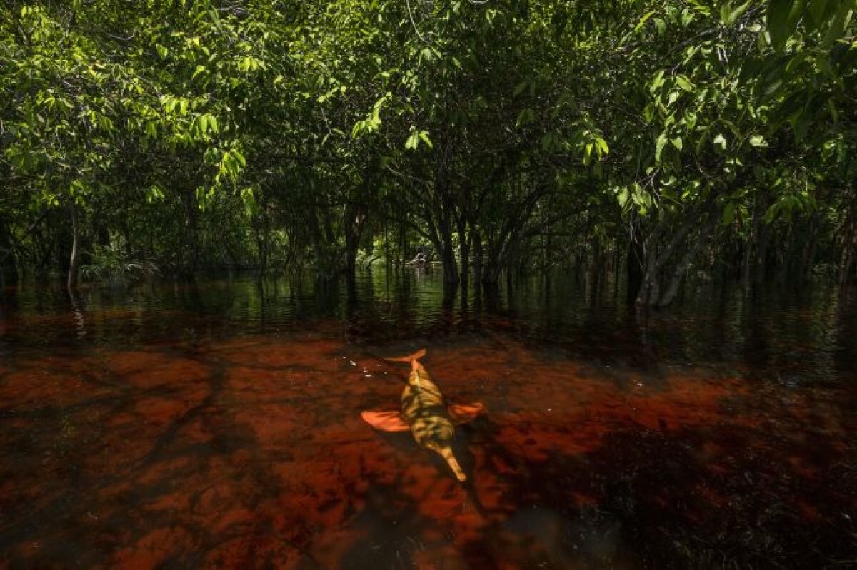 アマゾンカワイルカの写真。ブラジルとコロンビアを巡る旅で撮影した/Thomas Peschak/Wildlife Photographer of the Year