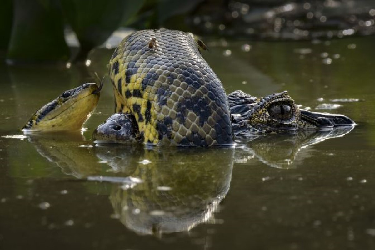 パラグアイカイマンの鼻に巻き付くキイロアナコンダ＝ブラジル・マットグロッソ州/Karine Aigner/Wildlife Photographer of the Year