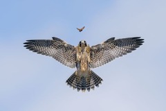 若いハヤブサがチョウを相手に狩りの練習をする様子＝米カリフォルニア州ロサンゼルス