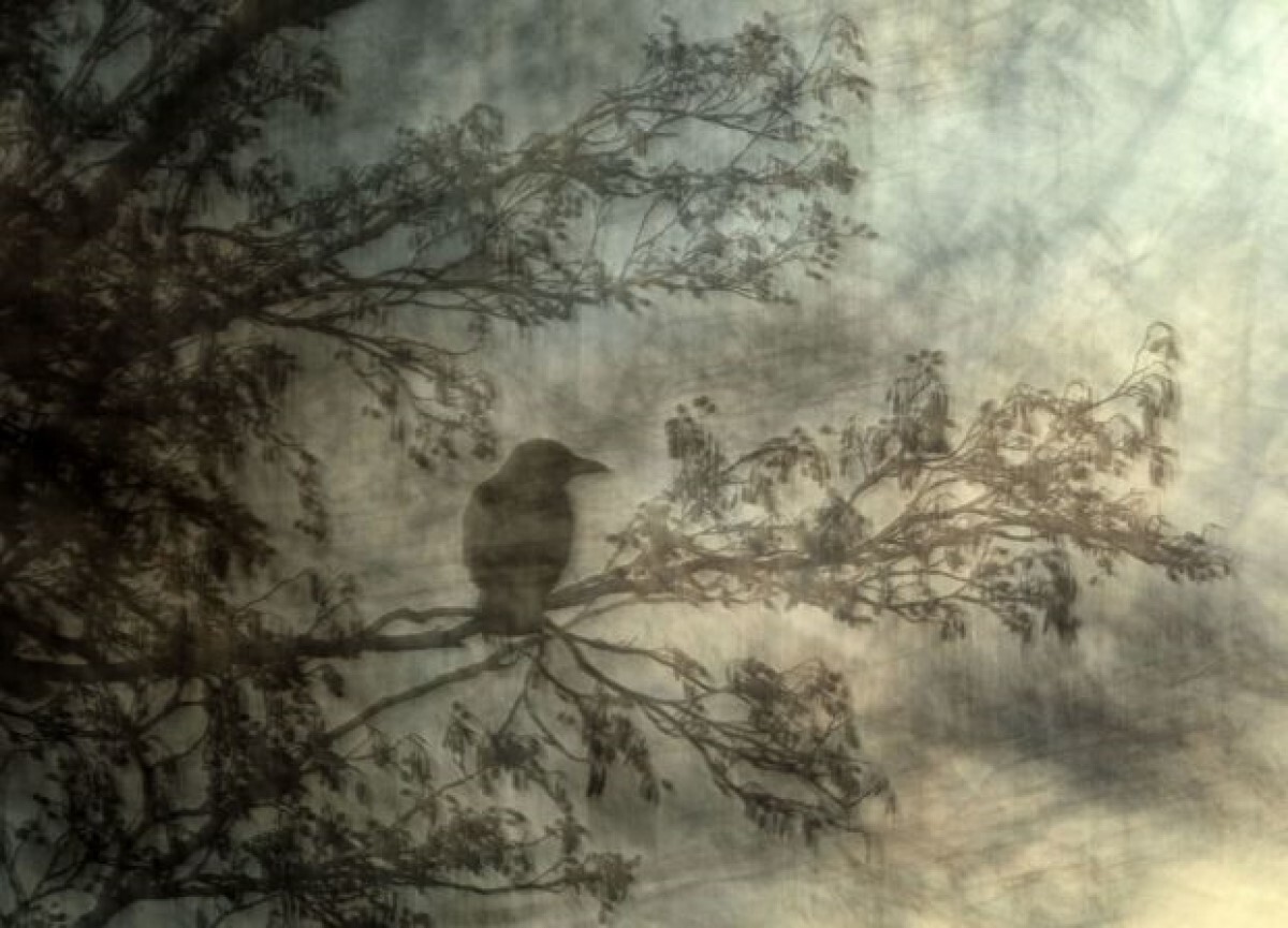 木の枝にとまるハシボソガラスの写真＝スイス・バーゼル/Jiří Hřebíček/Wildlife Photographer of the Year