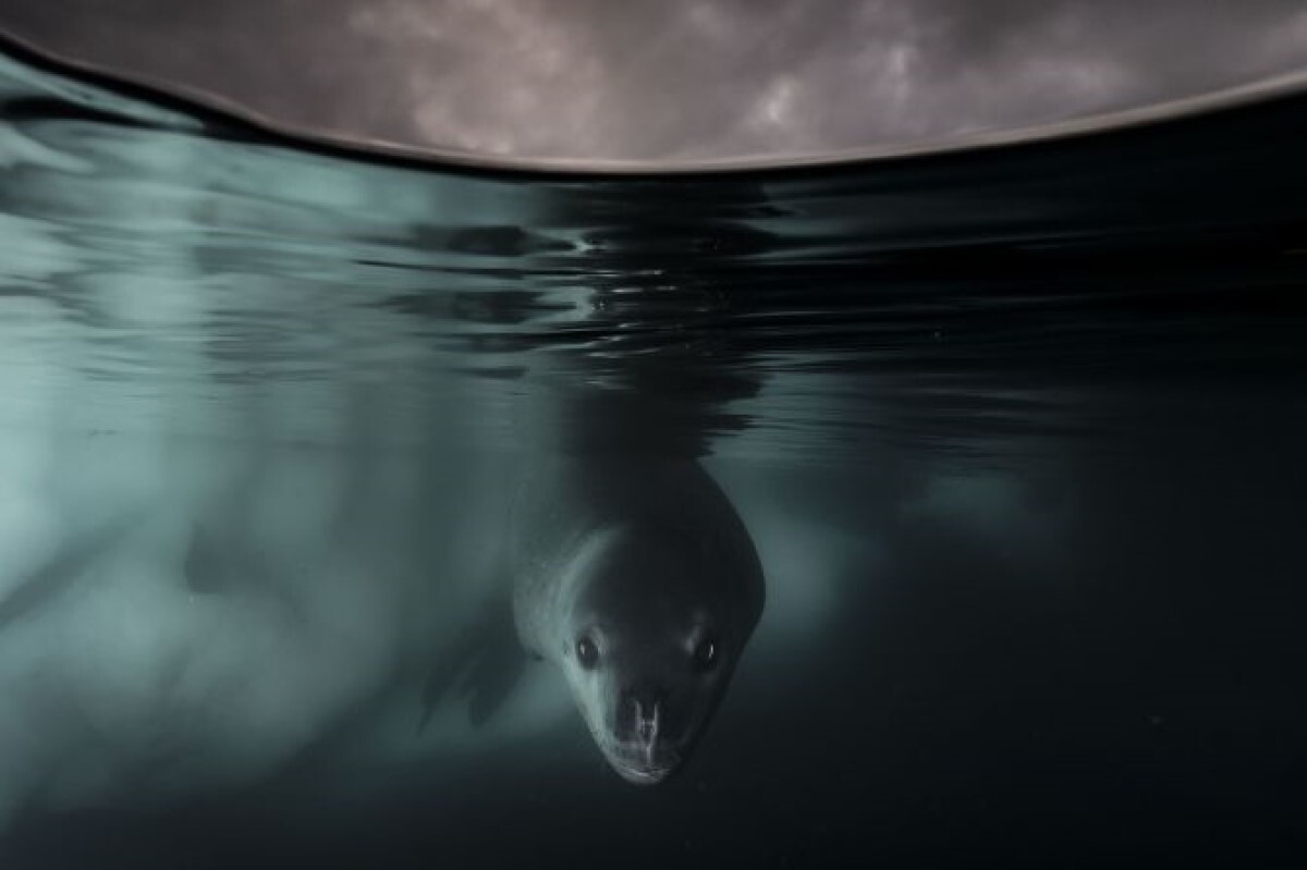 ヒョウアザラシを捉えた１枚＝南極大陸パラダイス湾/Matthew Smith/Wildlife Photographer of the Year.