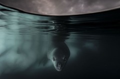 ヒョウアザラシを捉えた１枚＝南極大陸パラダイス湾