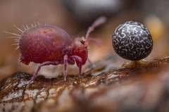 この写真にはトビムシや粘菌が捉えられている＝ドイツ
