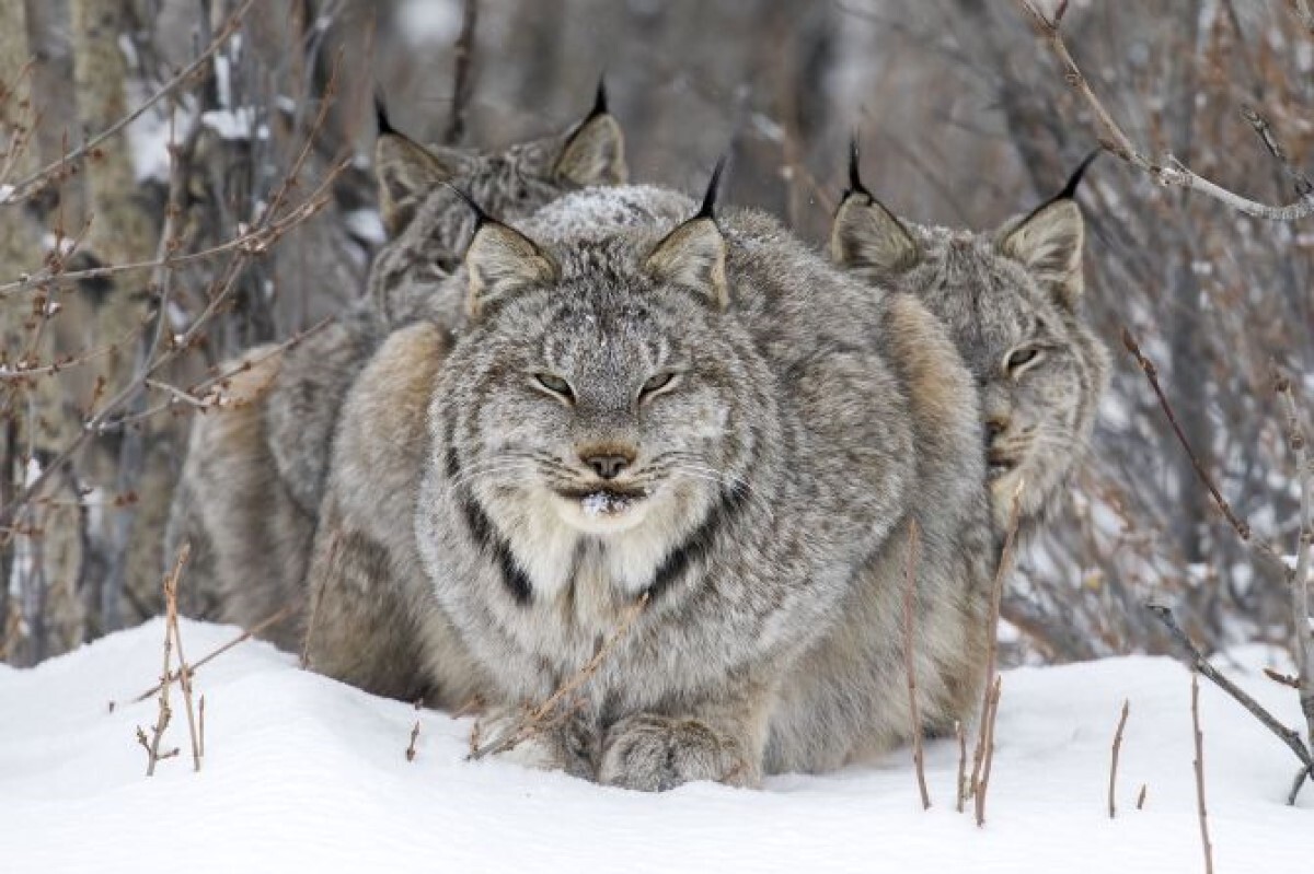 休息中のオオヤマネコを捉えた１枚。背後に若い個体の姿も見える/John Marriott/Wildlife Photographer of the Year
