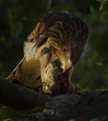 リスを補食するクーパーハイタカ＝米カリフォルニア州