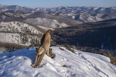 伸びをするオオヤマネコの写真＝ロシア沿海地方