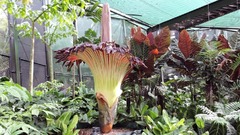 １０年に一度咲く花を見るため長蛇の列、ただし臭いは最悪　豪植物園