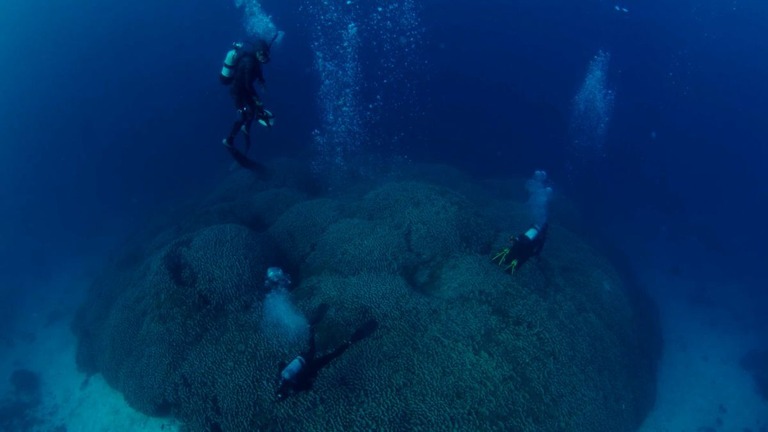 発見された巨大サンゴは少なくとも３００歳とみられる/National Geographic Pristine Seas