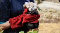 レッサーパンダの赤ちゃん急死、花火の騒音がストレスに　英国