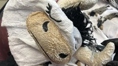 男を逮捕、覚醒剤で覆われた衣服入りのスーツケース預けようとした疑い　米