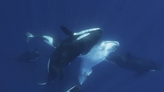 シャチの群れが世界最大の魚ジンベエザメを捕食、初めて詳細に記録　新研究