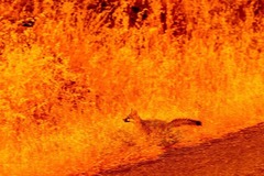 写真特集：写真で振り返る２０２４年、気候変動がもたらした壊滅的な影響