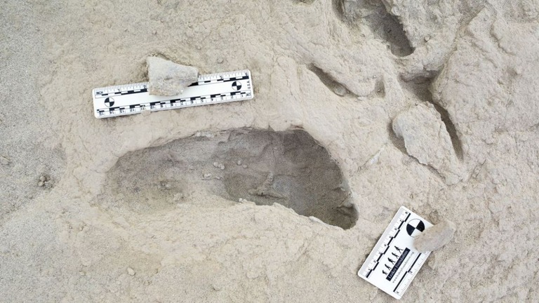 ケニアのトゥルカナ湖東岸で見つかった１５０万年前の足跡/Kevin G. Hatala/Chatham University