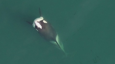 サケを頭にのせて泳ぐシャチ、１９８０年代の不可解な現象の再来か