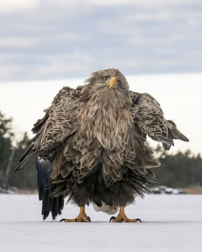 ピープルズ・チョイス賞にはオジロワシの写真が選ばれた/Tapani Linnanmaki/Nikon Comedy Wildlife