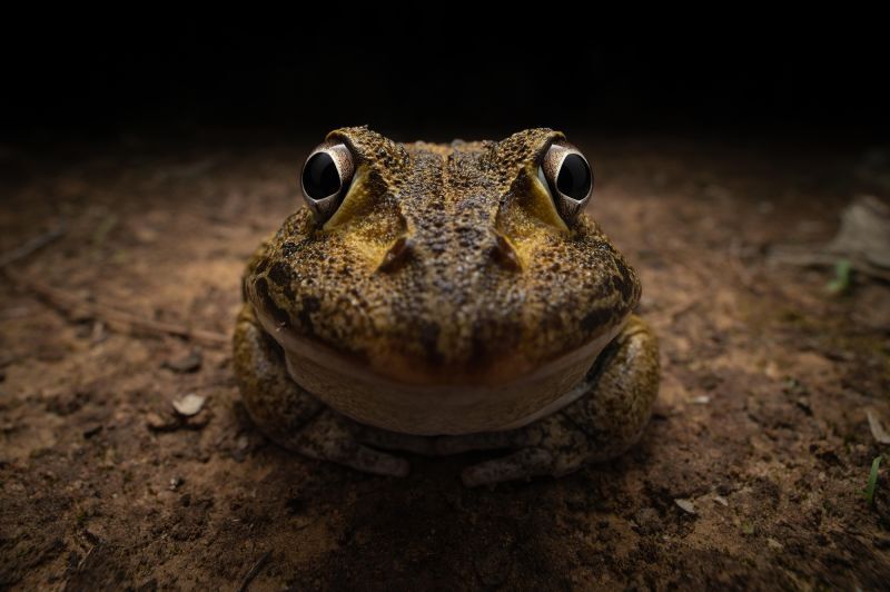 ニコン・ヤング・フォトグラファー賞は笑っているかのようなカエルを捉えた写真に贈られた/Kingston Tam/Nikon Comedy Wildlife
