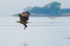 魚がワシを追いかけているかのような作品。魚類および水生動物部門賞に輝いた