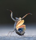 「踊る」カマキリの写真は昆虫部門賞を受賞