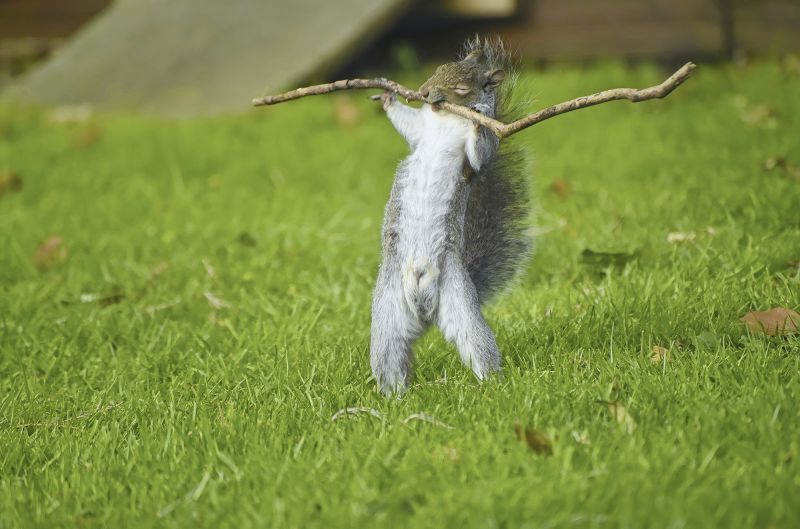 ポートフォリオ部門賞はリスの４枚写真を撮影した１０歳に贈られた/Flynn Thaitanunde Lobb/Nikon Comedy Wildlife