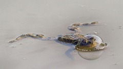 泡の中にいるカエルの写真。は虫類部門賞を受賞