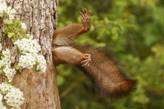リスが木の幹の隠れ家に入る瞬間を捉えた写真が今年のコメディー野生動物写真賞の大賞とほ乳動物部門賞に輝いた