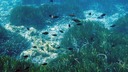 失われた海草藻場の復元にロボットが一役　米