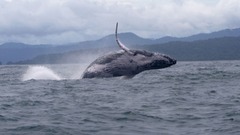 オスのザトウクジラが記録更新、南米からアフリカまで１万３千キロ超を移動