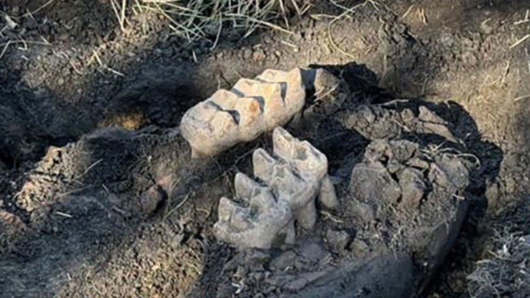 家の裏庭で、1万3000年前に絶滅したマストドンの化石を発見