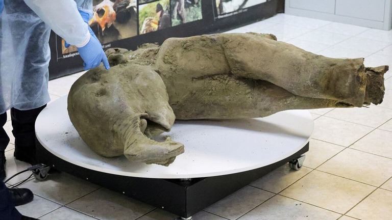 ロシアのクレーターで見つかった赤ちゃんマンモスの死骸/Roman Kutukov/Reuters