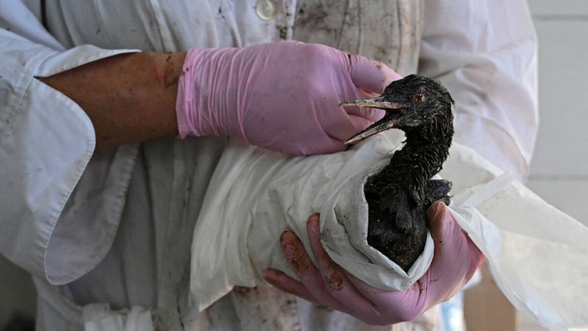 ボランティアから体の重油をふき取られる鳥=20日、ロシアのヴィチャゼヴォ村で鳥の清掃を行っている
/Sergey Pivovarov/Reuters