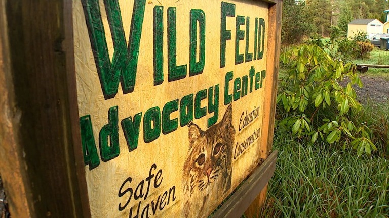米ワシントン州の保護施設で飼育されていた大型ネコ科動物２０頭が鳥インフルエンザで死んだ/KING