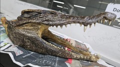 空港の手荷物検査でワニの頭蓋骨見つかる、男逮捕　印ニューデリー