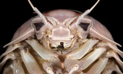 巨大な等脚類の新種、ベトナムで発見　「ダース・ベイダー」にちなみ命名