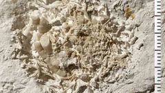 ６６００万年前の動物の嘔吐物、化石で見つかる　食物連鎖の手掛かりに　デンマーク