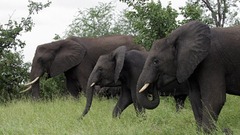 旅行者がゾウに踏みつけられ死亡、孫助けようとして襲われたか　南アの国立公園