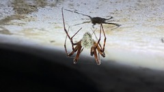 洞窟のクモを「ゾンビ」化して操る、新種の菌類発見　巣外におびき出し胞子拡散