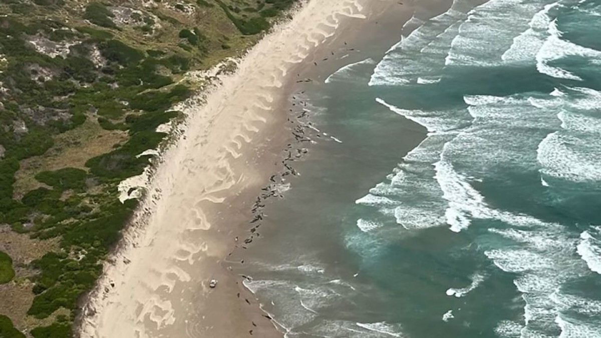 タスマニア島西海岸のアーサー川付近で座礁したクジラ/Tasmania’s Marine Conservation Program