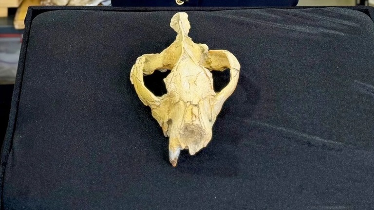 約２５００万年前に絶滅したヒアエノドンの種のほぼ完全な頭蓋骨がエジプトで見つかった/Courtesy Hesham Sallam